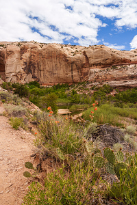 Wild Blooms And Utah Canyon Views