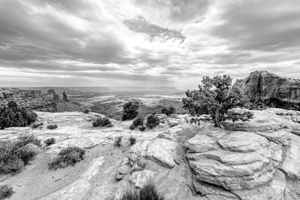 Junipers On Buck Canyon Cliffs Edge Grayscale