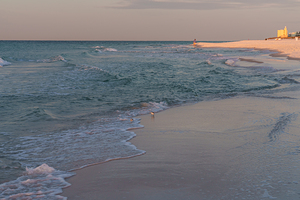 Sanderlings at Sunrise Pensacola Beach