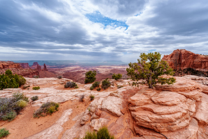 Junipers On Buck Canyon Cliffs Edge