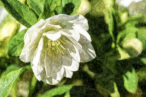 White Hellebore In Sunlight Painterly