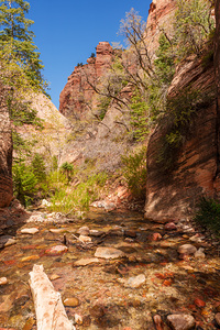 Serenity In Spring Creek Canyon Vertical
