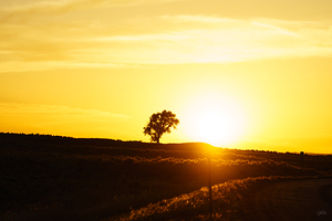 Colorado Plains Tree Golden Sunset
