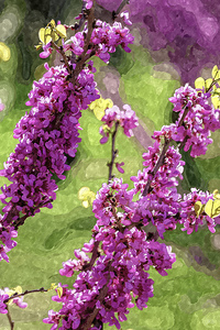 Spring Season Purple Redbud Blooms Painterly