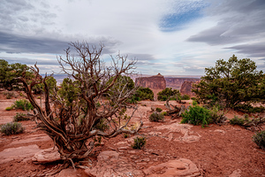 Bare Juniper A Holeman Spring Canyon