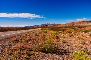 Utah Desert Flowers And Mountain Beauty
