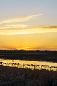 Colorado Farm Golden Sunset Glare Vertical