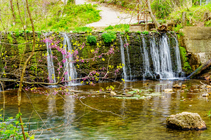 Redbud Branches And Waterfall