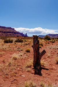 Tree Trunk Utah Desert