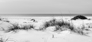 Emerald Coast Sea Oats Beach Pano Grayscale