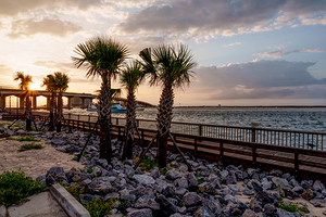 Perdido Pass Palm Tree Gold Sunrise
