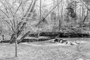 Redbud By The Waterfall Grayscale