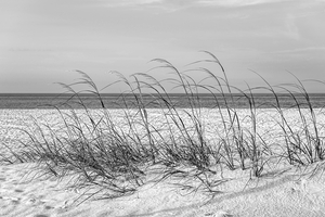 Row Of Sea Oats White Sand Beach Grayscale