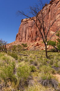 Capitol Reef Cliff View Vertical