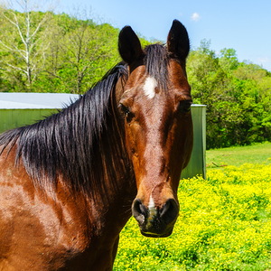 Curious Dark Brown Horse