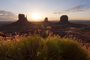 Golden Flowers Monument Valley Sunrise