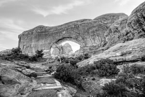 Bare Tree Sunrise South Window Arch Grayscale