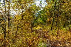 Ozarks Autumn Woods Hike Painterly