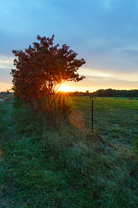 Country Red Sumac At Sunrise