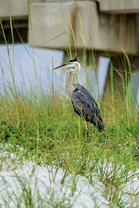 Blue Heron Feathers In The Breeze