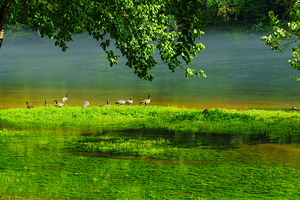 Geese On Lake Grassy Island