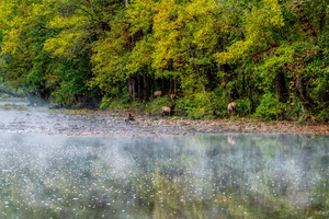 Elk Walking Buffalo River