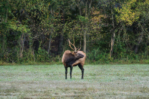 Mighty Bull Elk