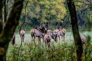 Female Elk Herd Through The Woods