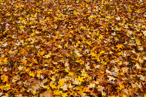 Autumn Leaves Abstract