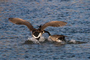 Two Canada Geese Fighting