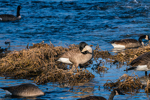 Canada Goose Head Upside Down