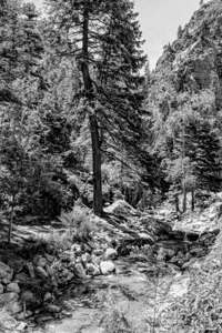 Colorado Forest Creek And Mountains Grayscale