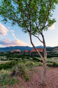 Tree Framed Pikes Peak