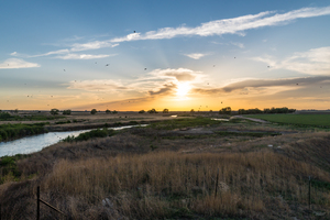 Colorado Starlings Sunset