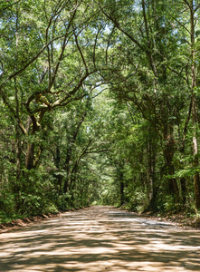Road To Angel Oak