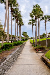 Tall Palm Tree Lined Sidewalk
