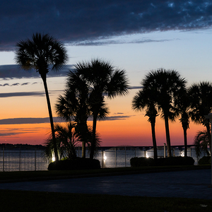 Palm Tree Silhouette Sunset Afterglow