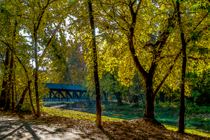 Serene Autumn Walk Painterly