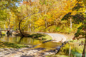 Curved Tree Fall Walkway
