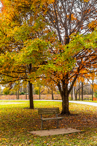 Autumn View Bench