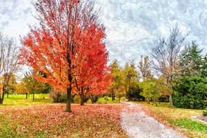 Red Maple Trees Along The Walk Painterly