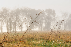 Hay Foggy Kind Of Morning