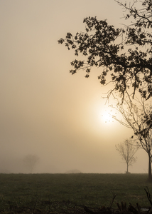 Nixa Country Foggy Morning