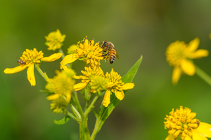 Small Bumblebee On Yellow Daisy