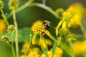 Bumblebee Snack Time