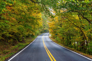 Fall Season Tree Lined Road