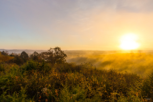Henning Conservation Foggy Fall Sunrise