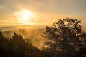 Henning Conservation Foggy Golden Hour
