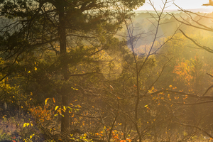 Spiderweb Forest Sunrise
