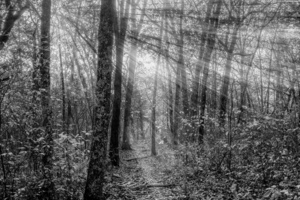 Sunrays Through Henning Conservation Woods Grayscale